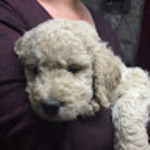 Meet your Posher, Maisie’s